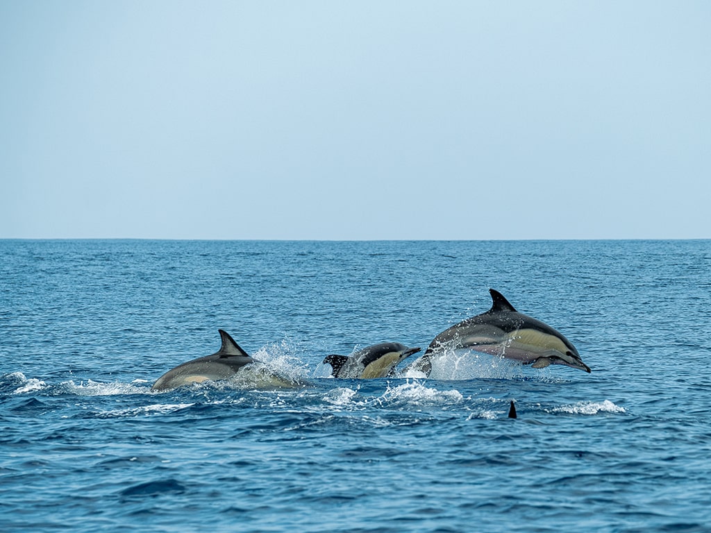 Dolphin Sightseeing